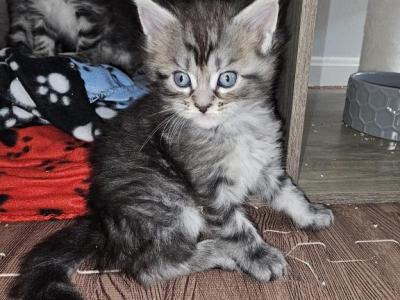 Onyx Male - Maine Coon - Gallery Photo #1