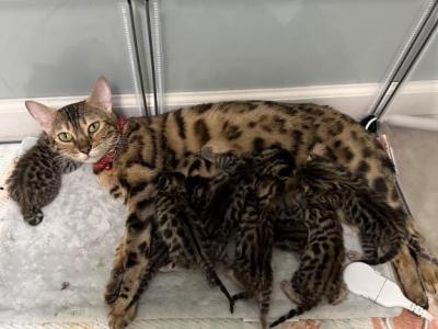 Bengal Kittens - Bengal - Gallery Photo #1