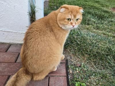 Simba - Scottish Fold - Gallery Photo #1