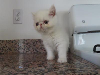 Exotic Shorthair Male White Kitten - Exotic - Gallery Photo #1