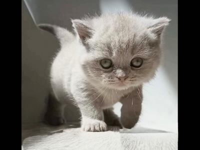 ROYAL BRITISH SHORTHAIR KITTENS - British Shorthair - Gallery Photo #1