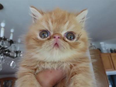 Exotic Shorthair Male Red Kitten - Exotic - Gallery Photo #1