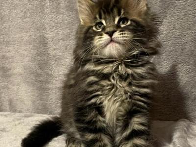 Black Tabby Girl - Maine Coon - Gallery Photo #1