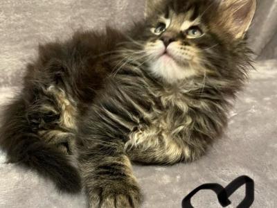 Black Tabby Boy - Maine Coon - Gallery Photo #1