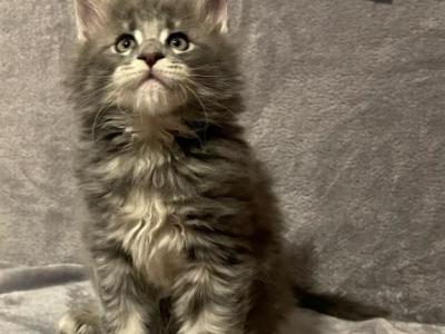 Blue Tabby Boy - Maine Coon - Gallery Photo #1