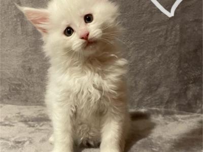 White Boy - Maine Coon - Gallery Photo #1