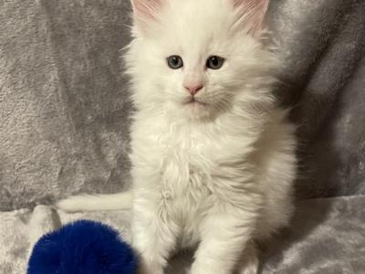 White Boy Blue - Maine Coon - Gallery Photo #1