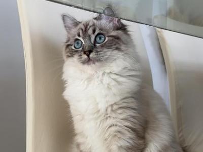 Percy - Ragdoll - Gallery Photo #1