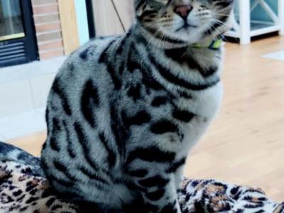 King Yoshi Stud Service - Bengal - Gallery Photo #1