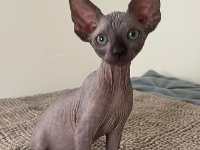 Sphynx Black Solid - Sphynx - Gallery Photo #1