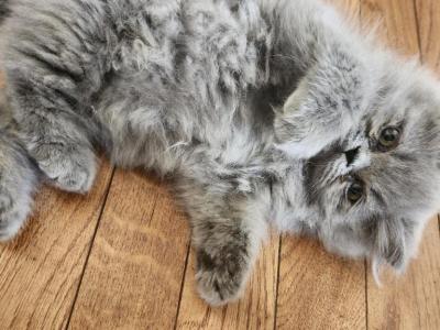 Gaston Gray  Blue Persian Temporarily Unavailable - Persian - Gallery Photo #1