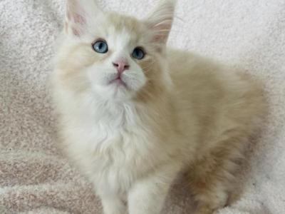 Male K - Maine Coon - Gallery Photo #1