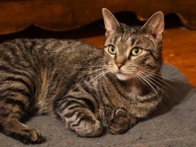 Dottie - American Shorthair - Gallery Photo #1