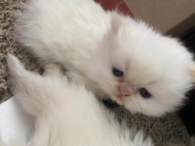 NewBabies - Persian - Gallery Photo #1