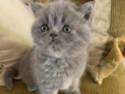 Attention Any Kitten 350 Dollars - Scottish Fold - Gallery Photo #1