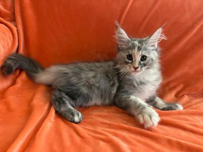 Female M - Maine Coon - Gallery Photo #1