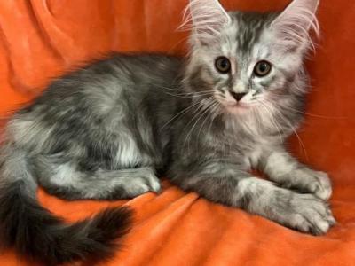 Female L - Maine Coon - Gallery Photo #1