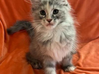 Female M - Maine Coon - Gallery Photo #1