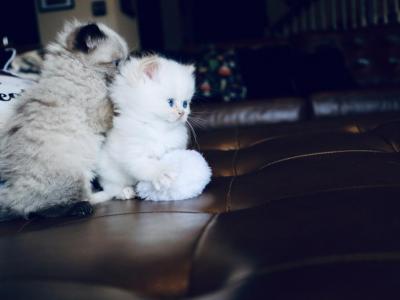 Cotton Ball - Ragdoll - Gallery Photo #1