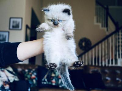 Mini Malfoy - Ragdoll - Gallery Photo #1