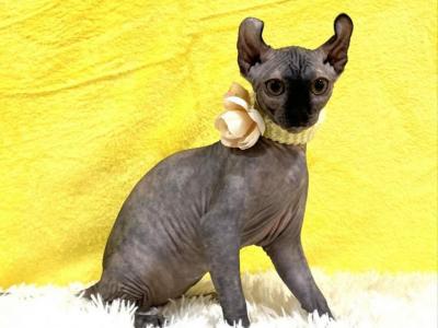 Nikki  Mikki - Sphynx - Gallery Photo #1