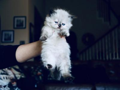 Lucy - Ragdoll - Gallery Photo #1