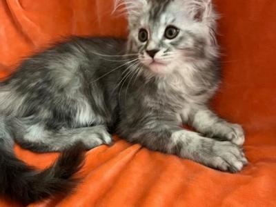 Female L - Maine Coon - Gallery Photo #1