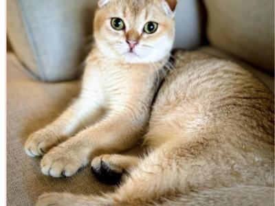 Bombi - Scottish Fold - Gallery Photo #1