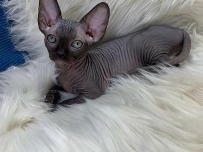 Rosy - Sphynx - Gallery Photo #1