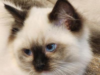 Daphne - Ragdoll - Gallery Photo #1