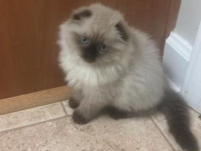 Cottonball - Scottish Fold - Gallery Photo #1