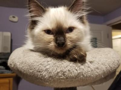 Lily - Ragdoll - Gallery Photo #1