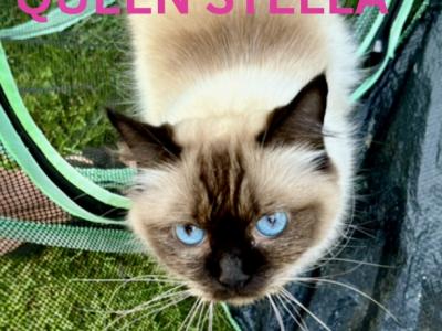 Stella - Ragdoll - Gallery Photo #1