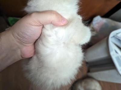 Fiona Seal Bicolor - Ragdoll - Gallery Photo #1