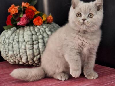 Gerasim - British Shorthair - Gallery Photo #1