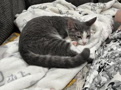 Twin Kittens - Domestic - Gallery Photo #1