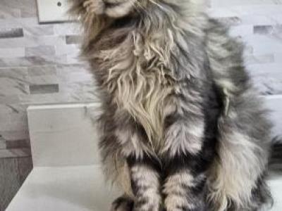 Rokky - Maine Coon - Gallery Photo #1