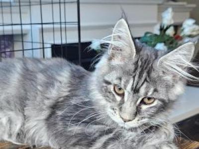 Jassyr - Maine Coon - Gallery Photo #1