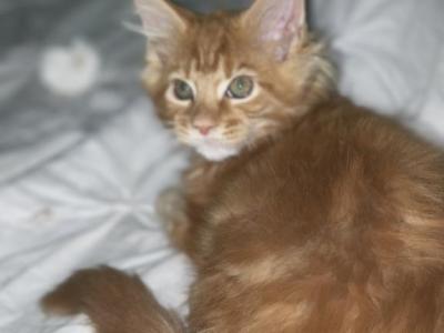 MCO Kittens - Maine Coon - Gallery Photo #1