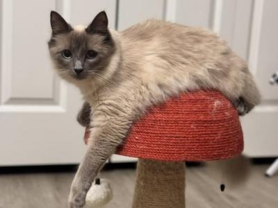 Xena - Siamese - Gallery Photo #1