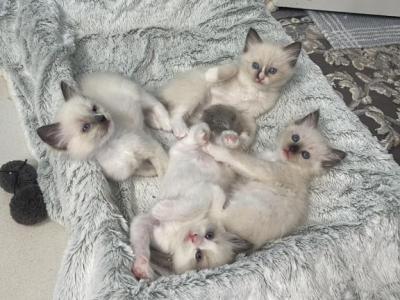 Cali - Ragdoll - Gallery Photo #1