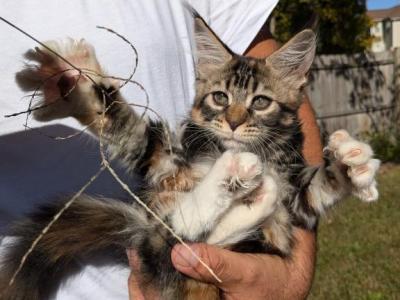 Minnie - Maine Coon - Gallery Photo #1