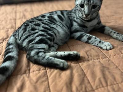 Tiger Lilly - Bengal - Gallery Photo #1