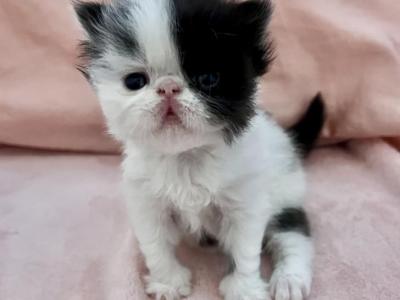 Cruella - Persian - Gallery Photo #1