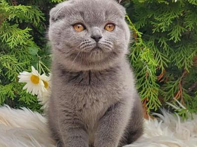 Kitty Girl - Scottish Fold - Gallery Photo #1