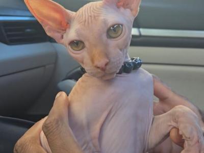 Sunny - Sphynx - Gallery Photo #1