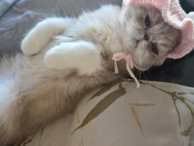 Exotic Shorthair Female Cream White Kitten - Exotic - Gallery Photo #1