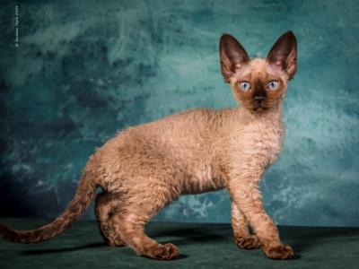 Ursa Minor - Devon Rex - Gallery Photo #1