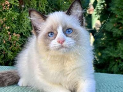 Esmeralda - Ragdoll - Gallery Photo #1