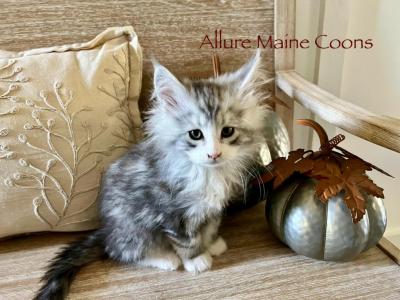 Silver With White - Maine Coon - Gallery Photo #1